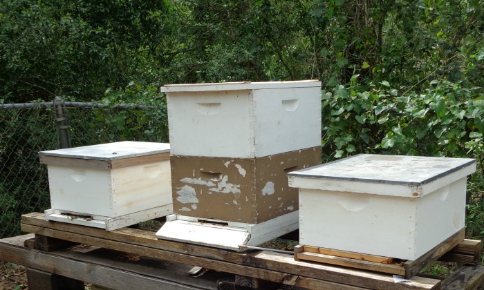 Beekeeping Setup & Planning Our Beekeeping Consultation Services