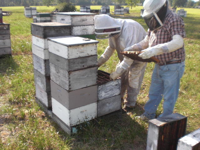 Hive Management & Maintenance