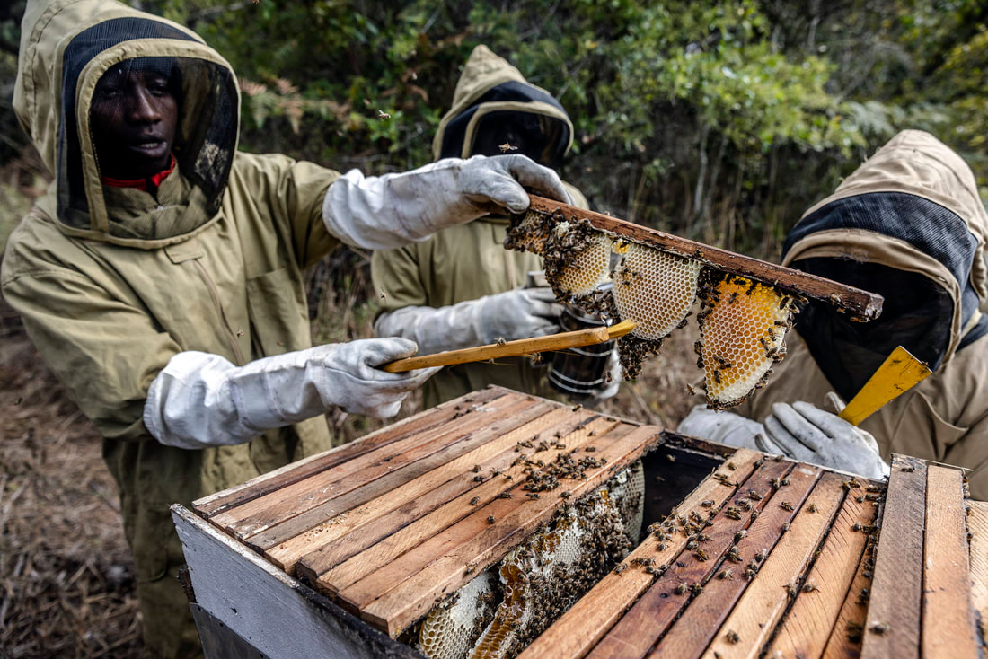 Honey Production & Harvesting Strategies