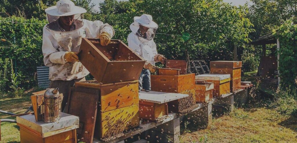 Kenya Beekeeping Equipments and Supplies | Kenya Commercial Beekeep‌ing Equipments