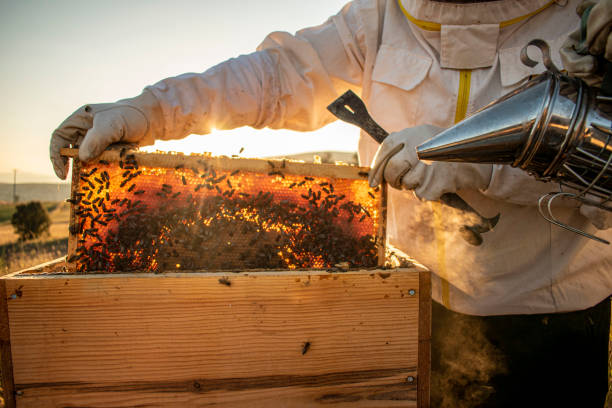 honey-packaging-equipments professional honey harvesting services in Kenya