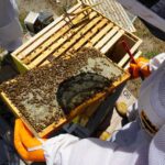 Beekeeping Made Easy in Kenya Why Bekam Bees Is the Go To Source for Quality Beekeeping Supplies in Nairobi