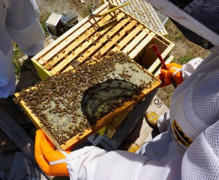 Beekeeping Made Easy in Kenya Why Bekam Bees Is the Go To Source for Quality Beekeeping Supplies in Nairobi