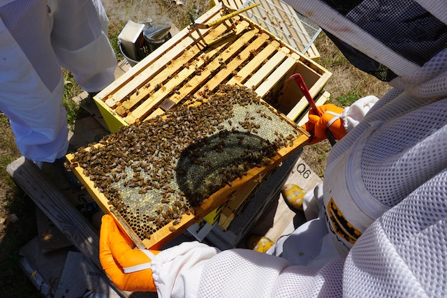 Beekeeping Made Easy in Kenya Why Bekam Bees Is the Go To Source for Quality Beekeeping Supplies in Nairobi